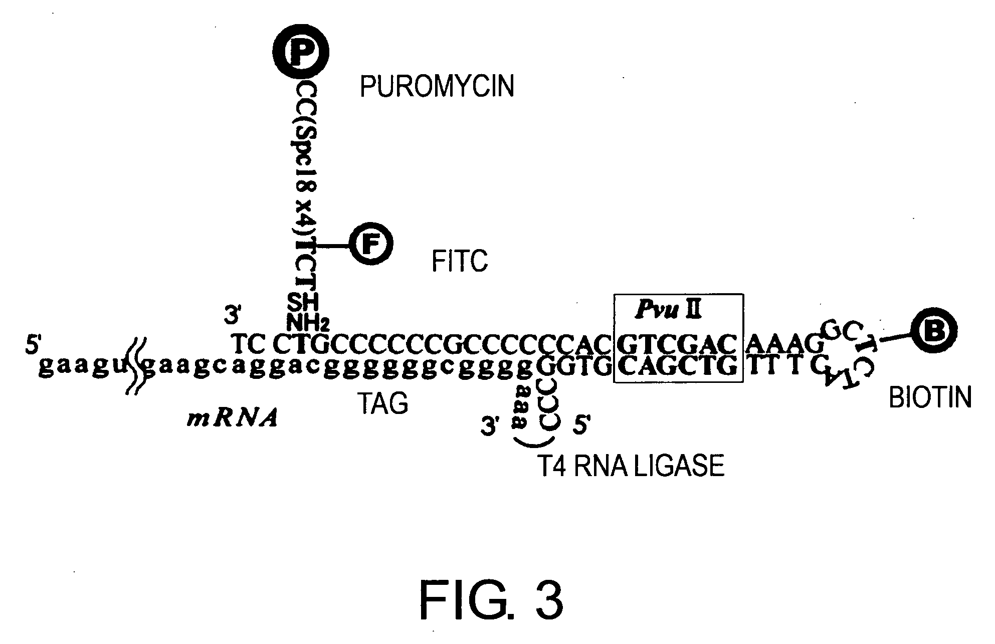 Methods of screening for useful proteins