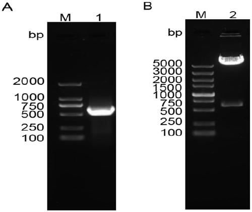 MicroRNA for inhibiting expression of Sirt1 of chicken as well as recombinant over-expression plasmid and LMH cell line of microRNA