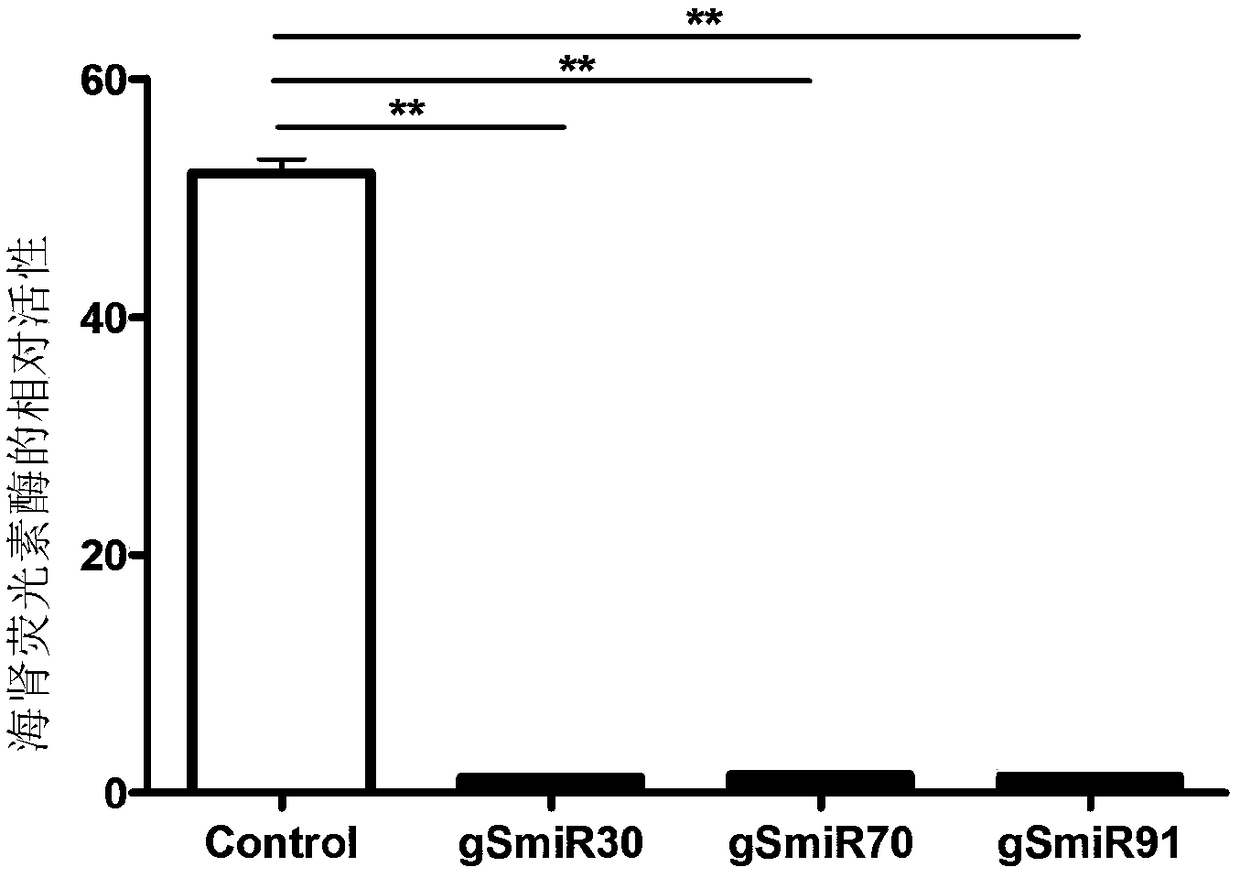 MicroRNA for inhibiting expression of Sirt1 of chicken as well as recombinant over-expression plasmid and LMH cell line of microRNA