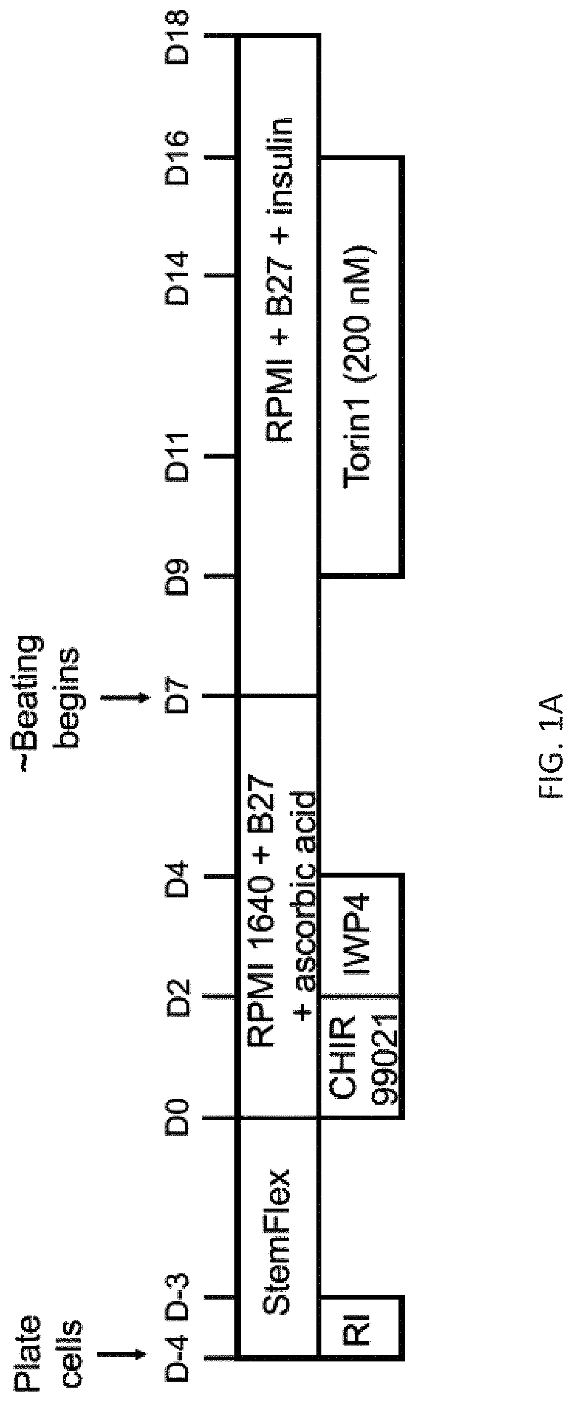 Cardiomyocytes and compositions and methods for producing the same