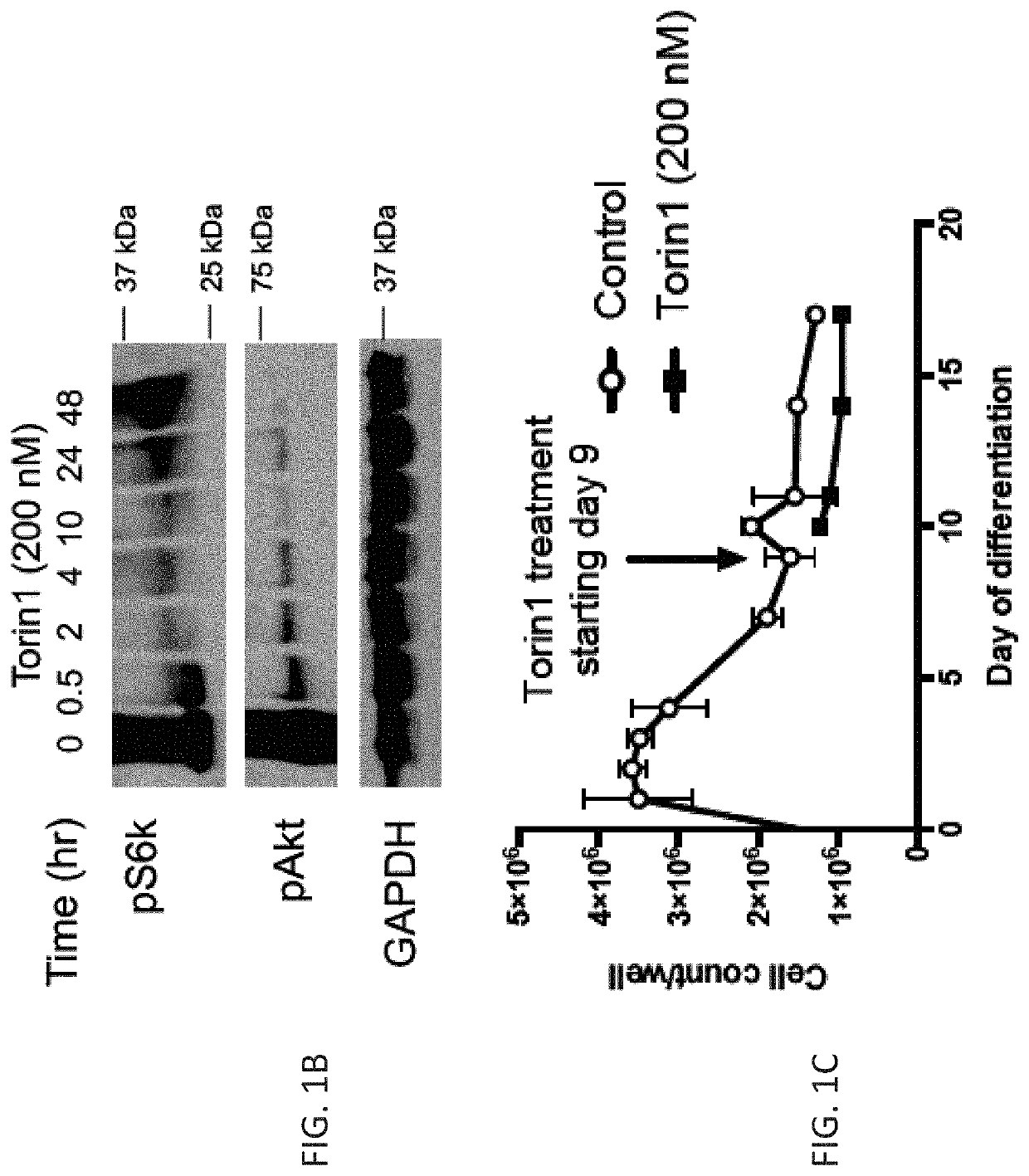 Cardiomyocytes and compositions and methods for producing the same