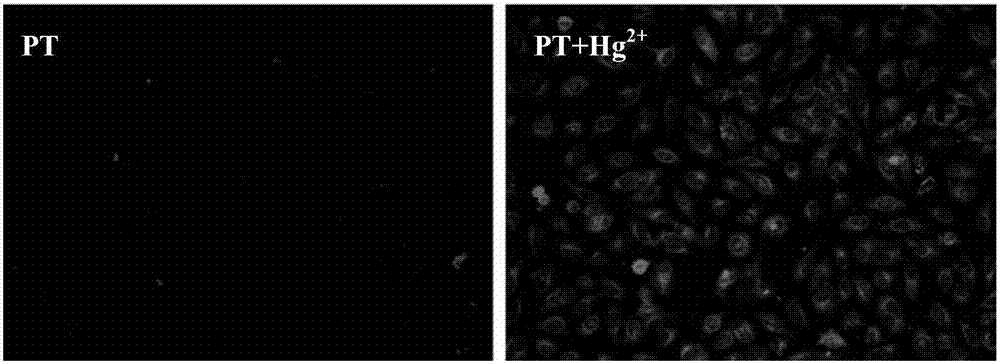 Preparation and Application of a Reactive Mercury Ion Fluorescent Probe