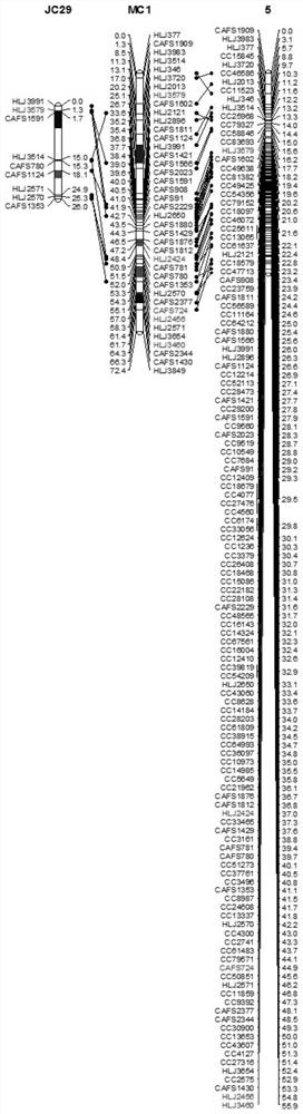 A high-efficiency combination and breeding method of Hehua carp