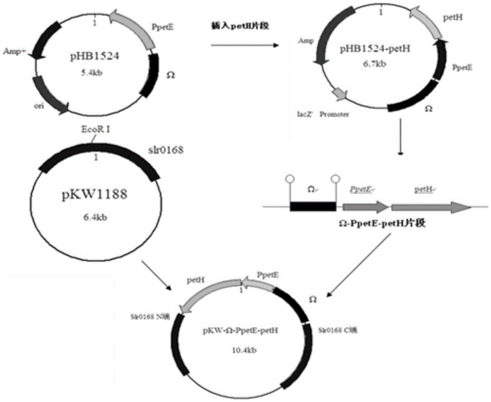 Genetic engineering synechocystis capable of promoting regeneration of intracellular coenzyme NADPH and application of synechocystis