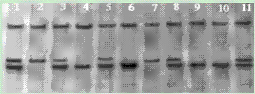 DNA silver staining method in polyacrylamide gel electrophoresis