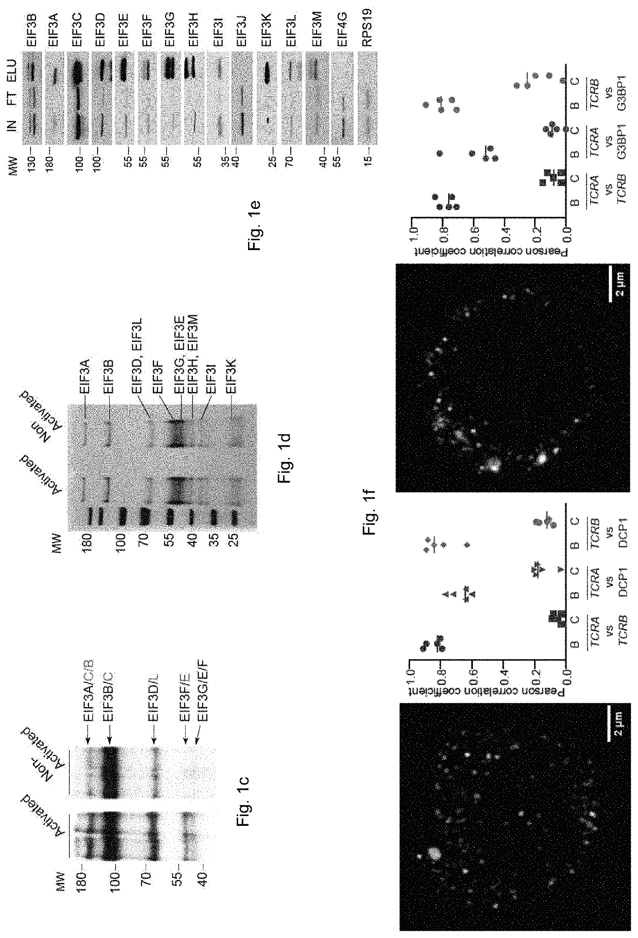 Modulation of Engineered Immune Cell Receptor Translation Using Noncoding Sequence Elements