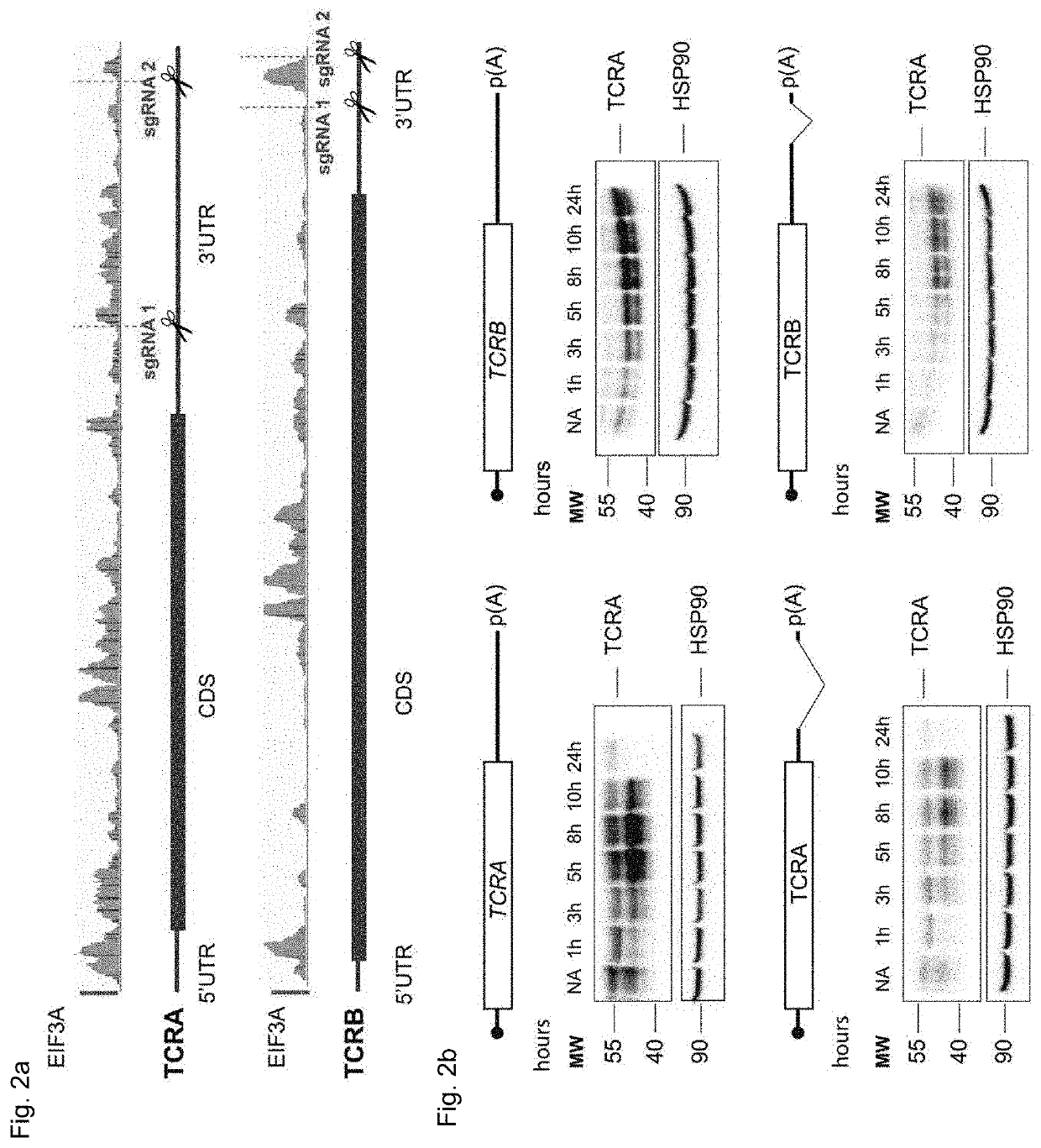 Modulation of Engineered Immune Cell Receptor Translation Using Noncoding Sequence Elements