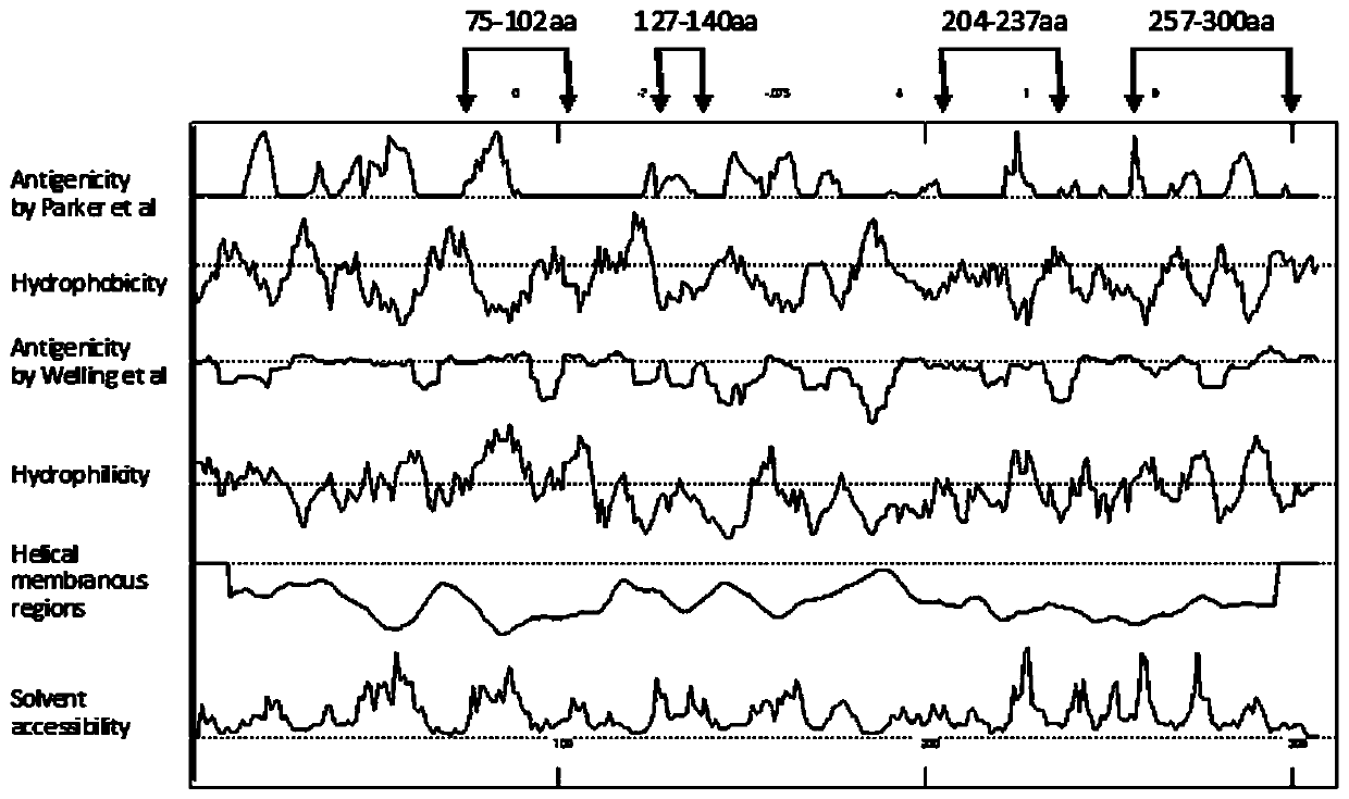 Preparation and application of echovirus type 9 vp1 protein specific antigenic epitope and its fusion protein