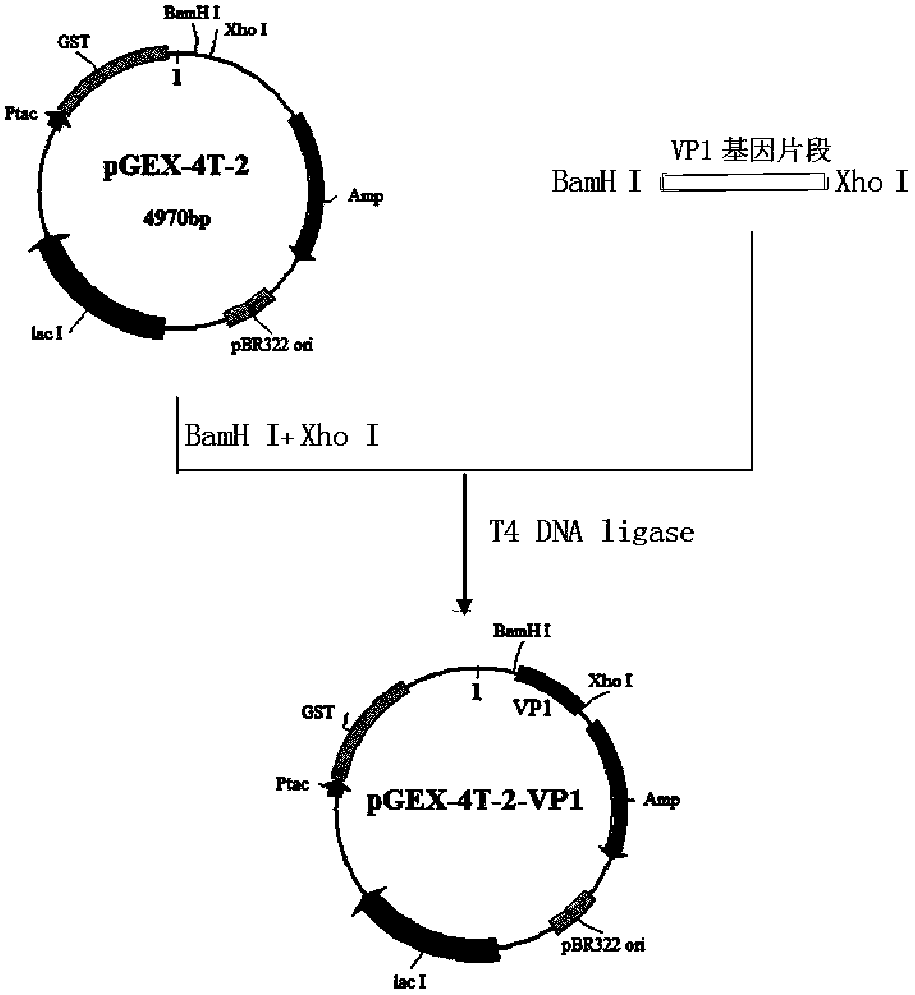 Preparation and application of echovirus type 9 vp1 protein specific antigenic epitope and its fusion protein