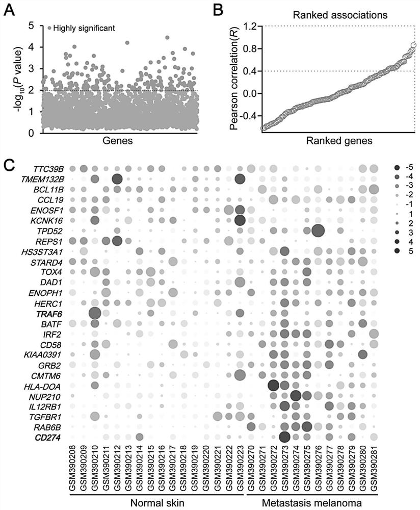 Application of TRAF6 inhibitor in preparation of melanoma drug