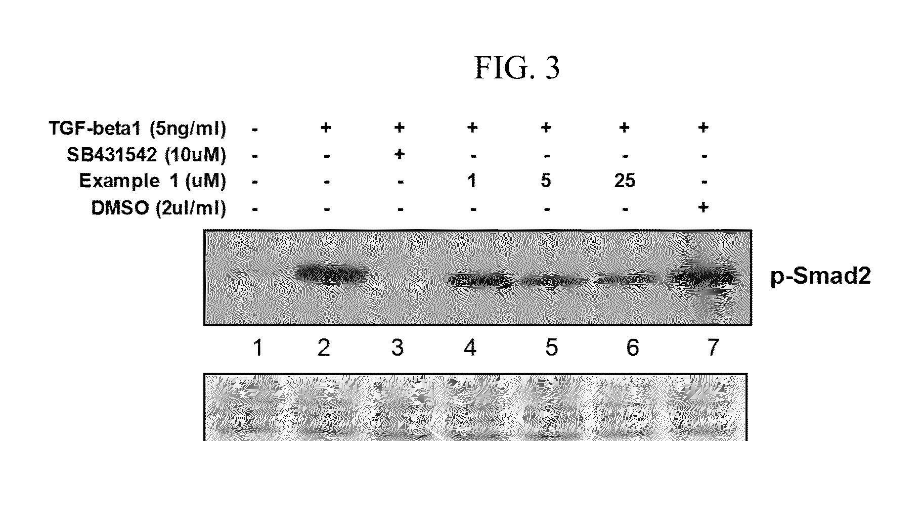 Peptide and use thereof