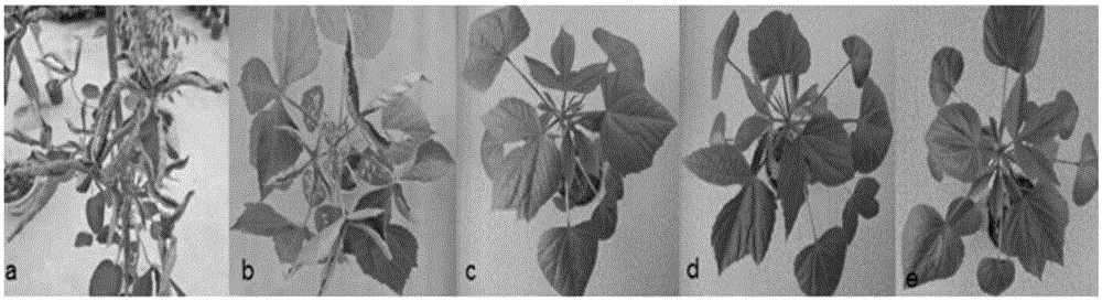 Inoculation method for infecting hibiscus cannabinus with multan cotton leaf curl virus