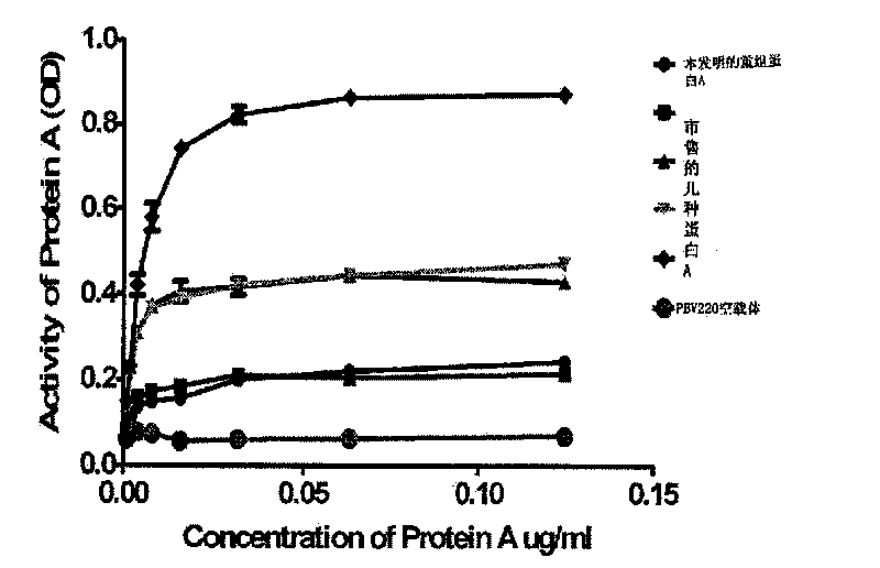 Recombination protein A gene and preparation of expression product thereof