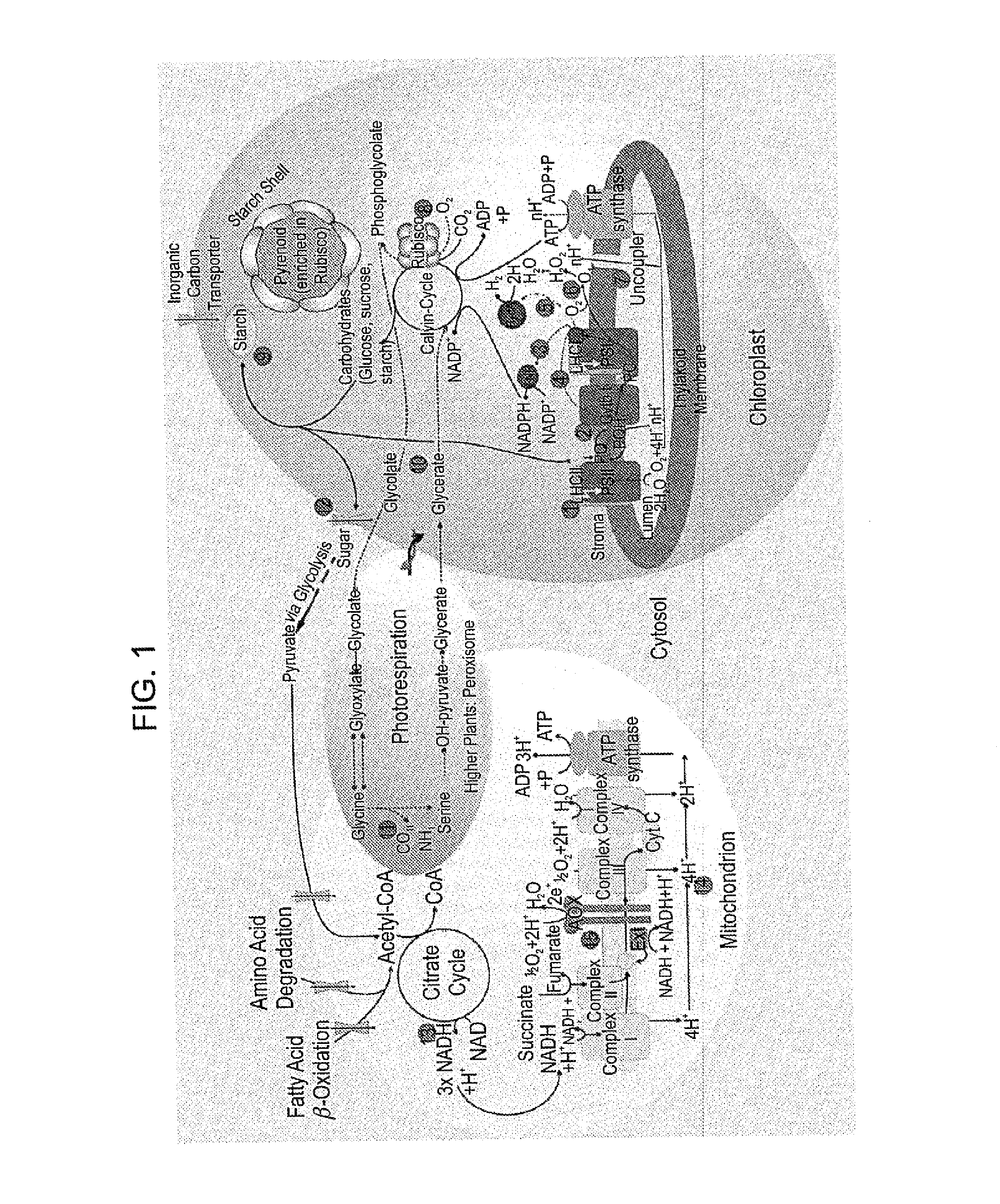 Photocatalytic hydrogen production and polypeptides capable of same