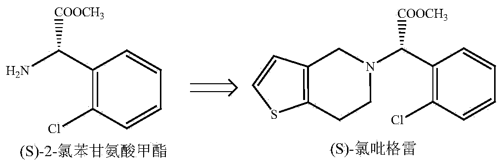 Method for preparing (S)-2-chlorophenylglycine methyl ester single enantiomer by virtue of biological enzyme catalysis