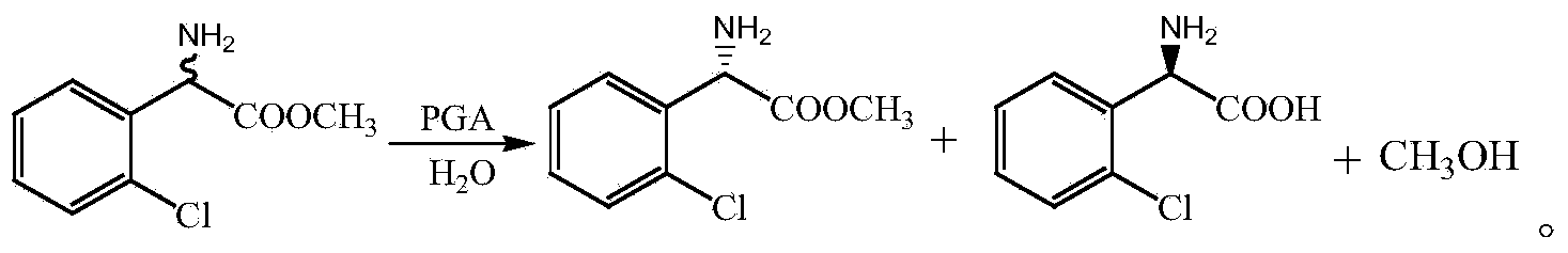 Method for preparing (S)-2-chlorophenylglycine methyl ester single enantiomer by virtue of biological enzyme catalysis