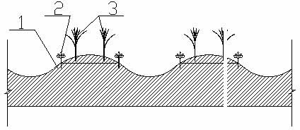 Planting method and planting structure capable of reducing flue-cured tobacco aphid-spread disease