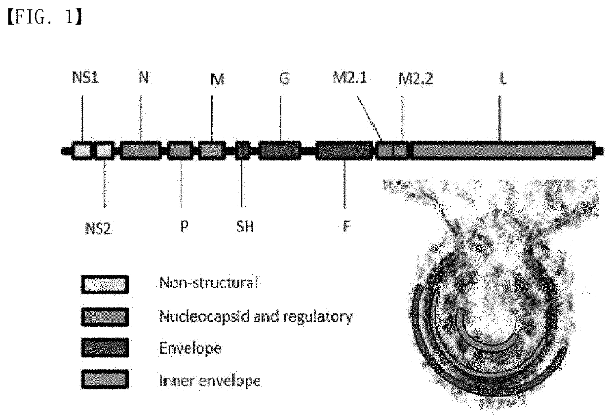 Recombinant rsv live vaccine strain and the preparing method thereof