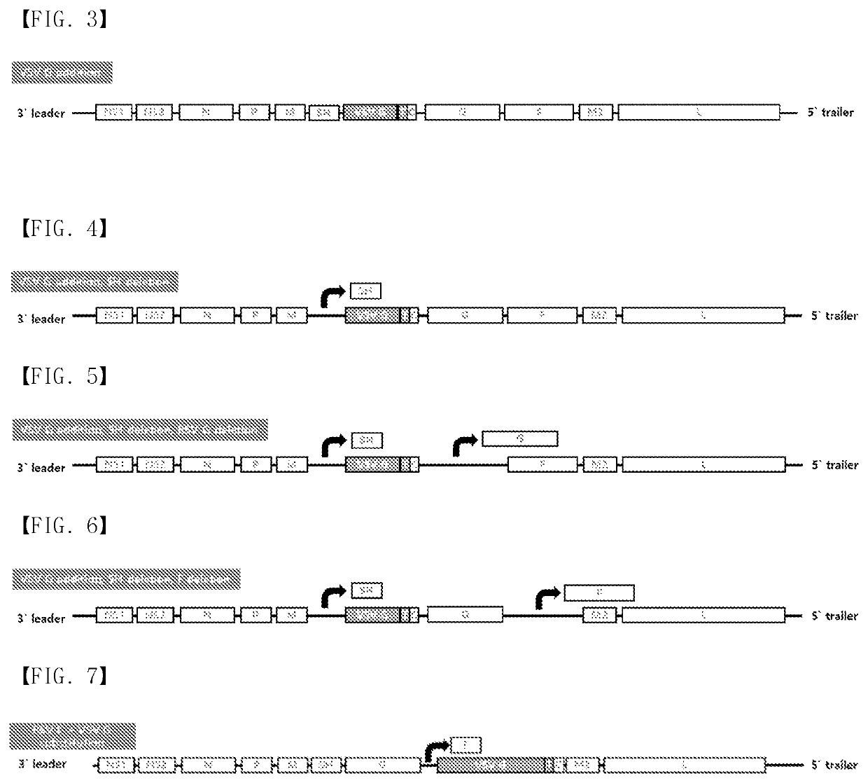 Recombinant rsv live vaccine strain and the preparing method thereof