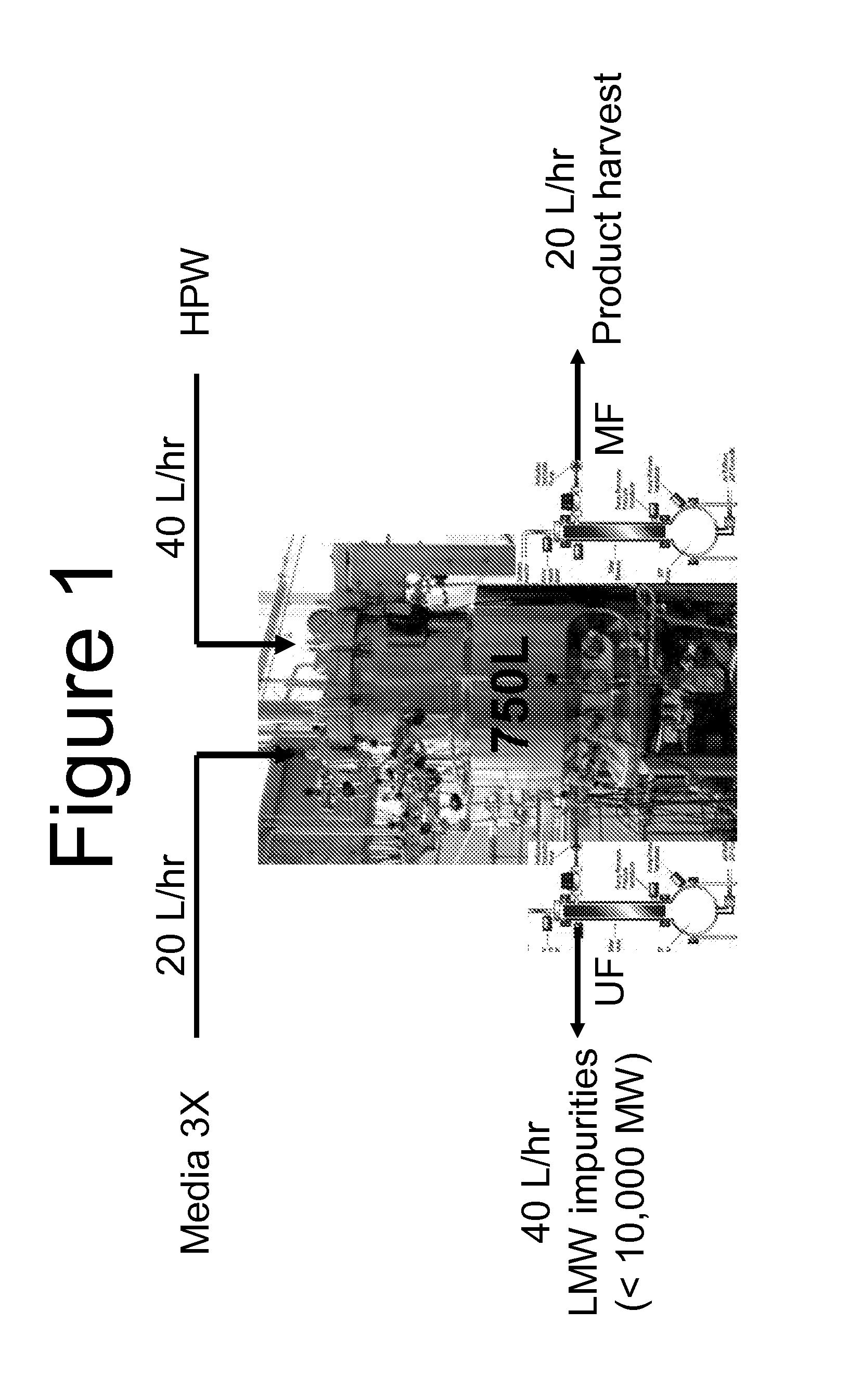 Method For Producing a Biopolymer (e.g. polypeptide) In A Continuous Fermentation Process