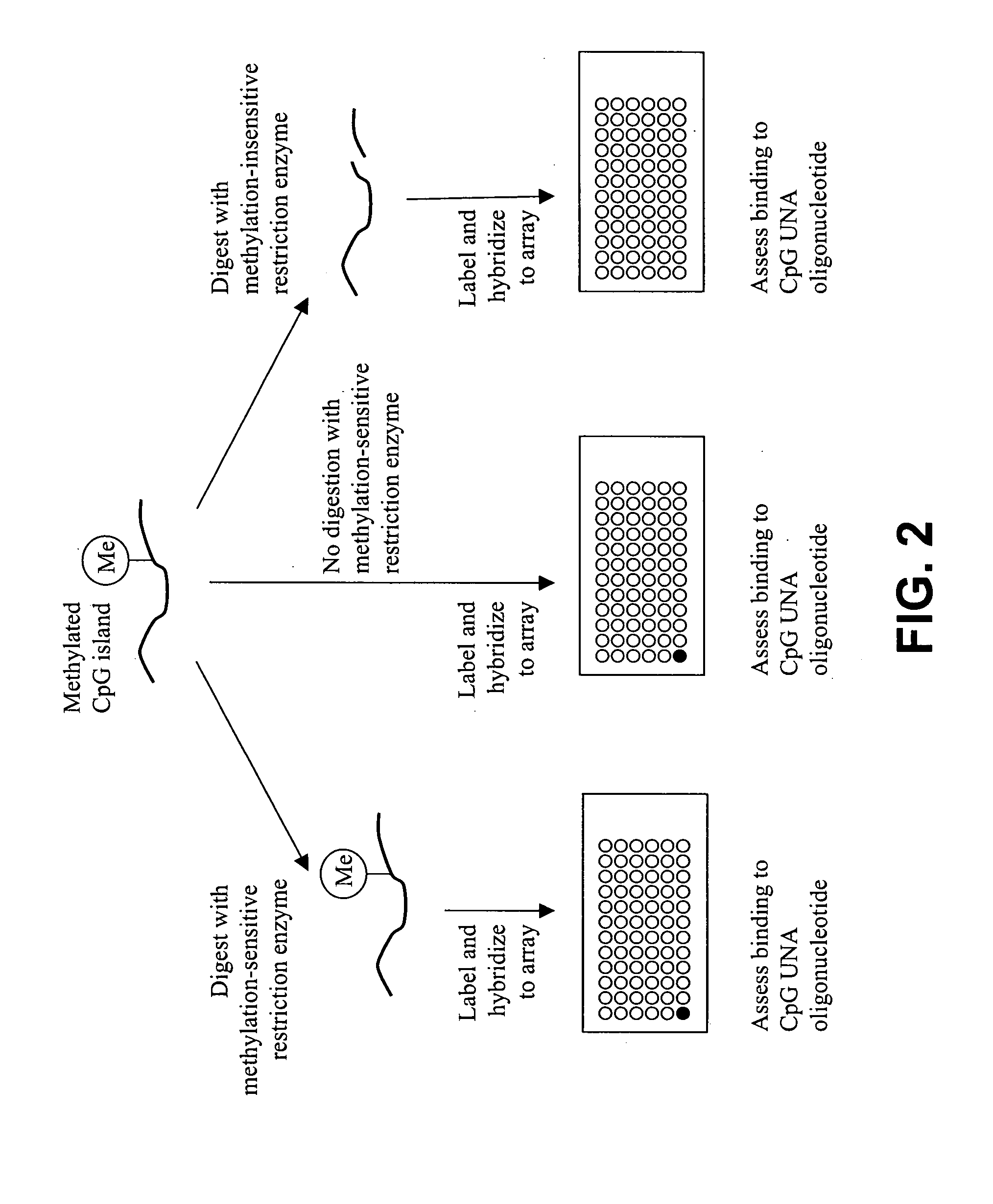 Methods and compositions for assessing CpG methylation