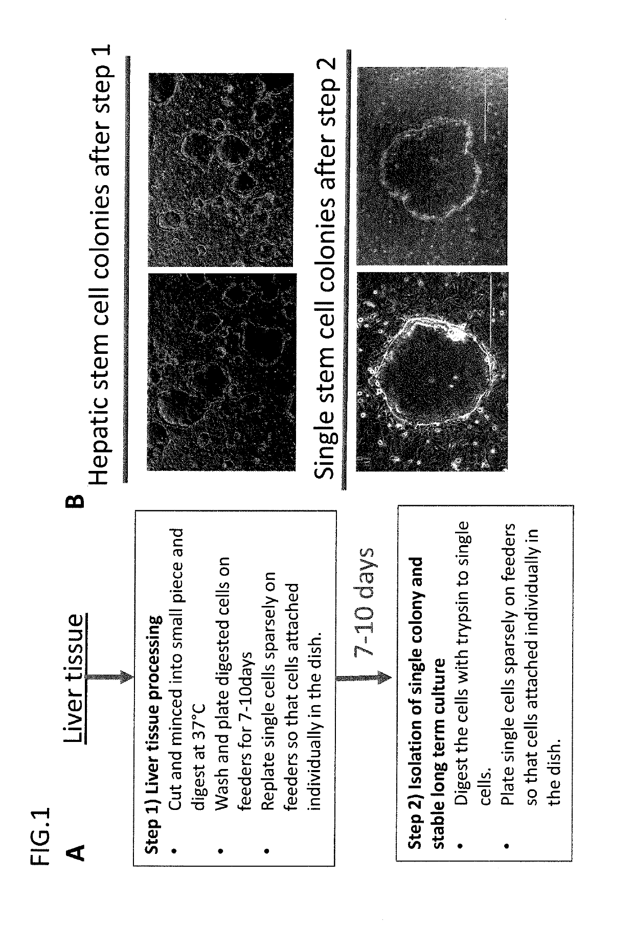 Derivation of hepatic stem cells and mature liver cell types and uses thereof