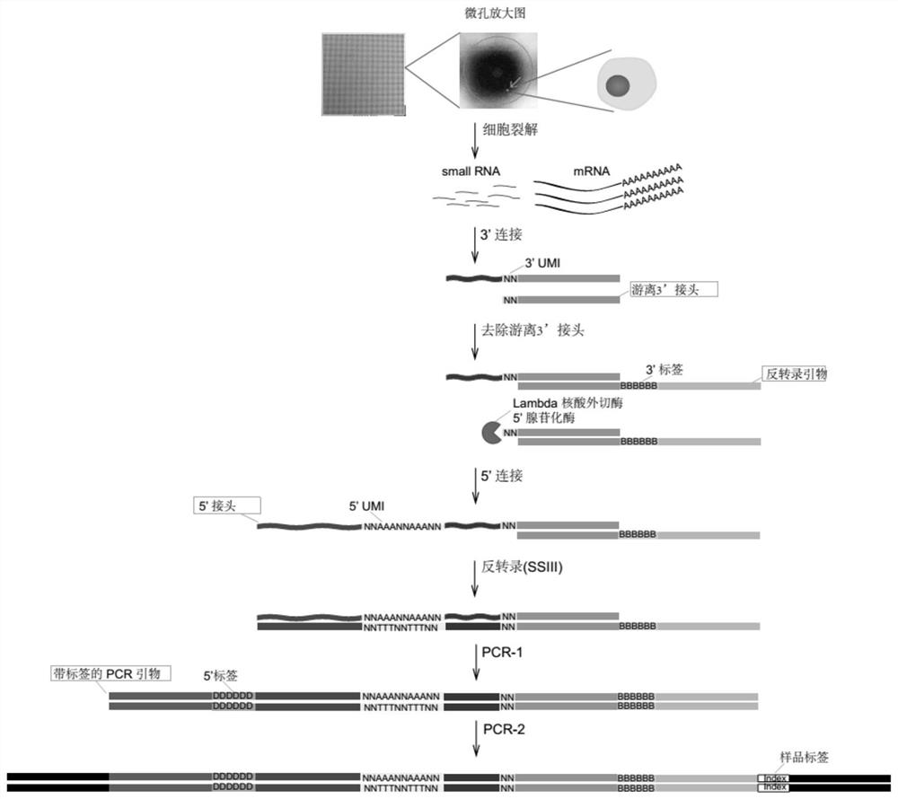 A high-throughput single-cell small RNA library construction method