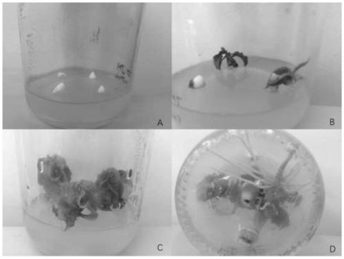 Tissue culture method for Pruns avium L intraspecific hybridization F1-generation grown-up seedlings