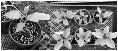 Tissue culture method for Pruns avium L intraspecific hybridization F1-generation grown-up seedlings