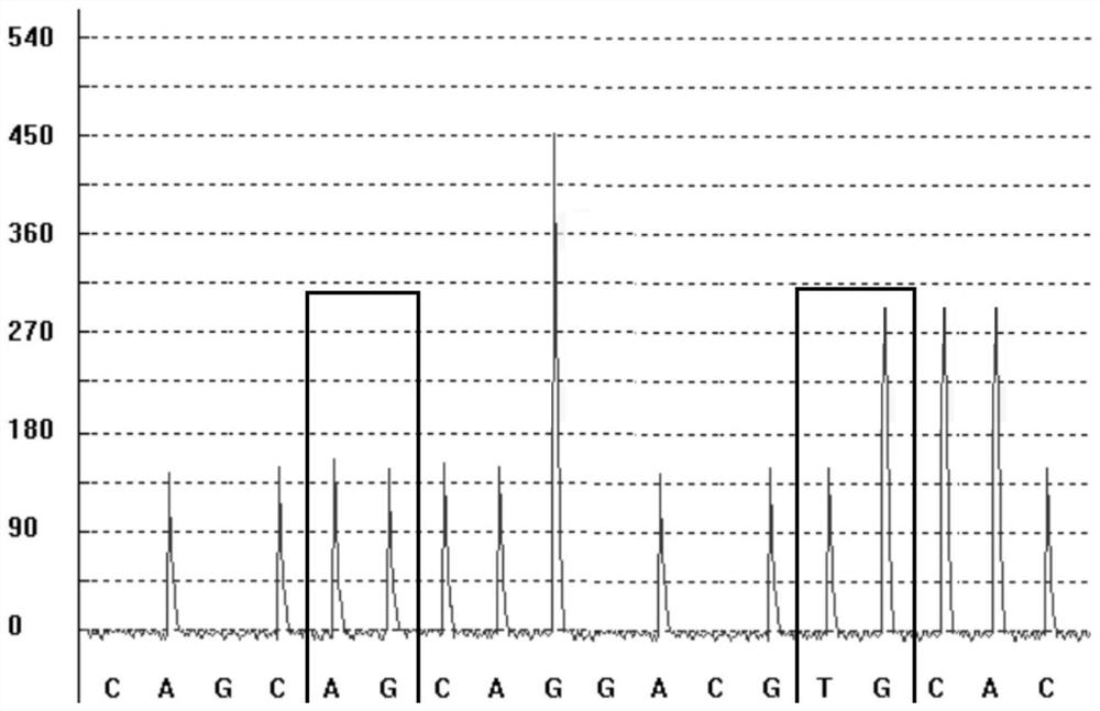 Detection kit for daunorubicin metabolism marker and detection method and application thereof