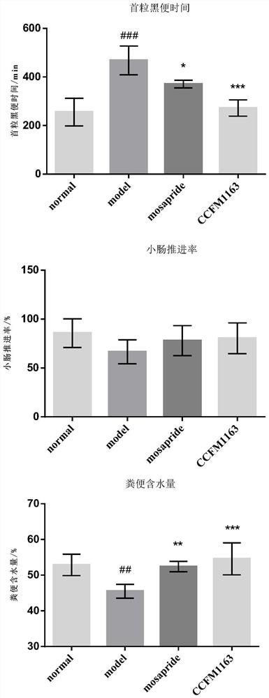 Bifidobacterium bifidum for relieving diarrhea colon and application of bifidobacterium bifidum