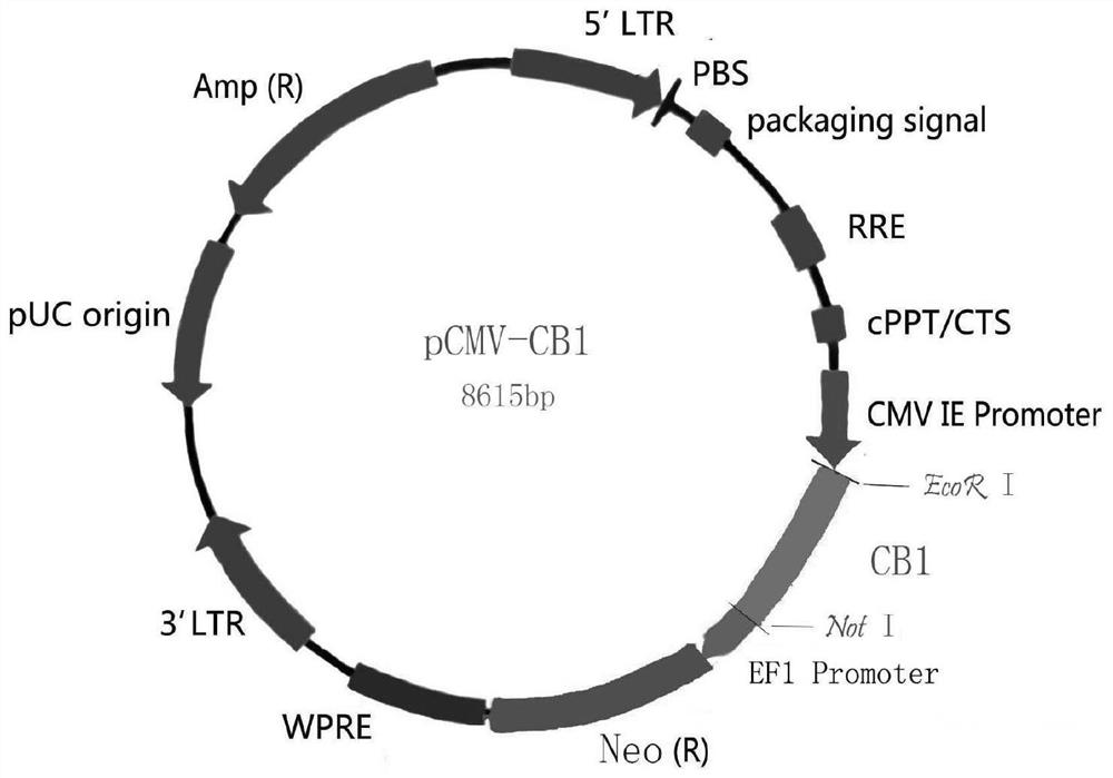 A detection method and detection kit for cannabinoid active substances based on cell dopamine release effect