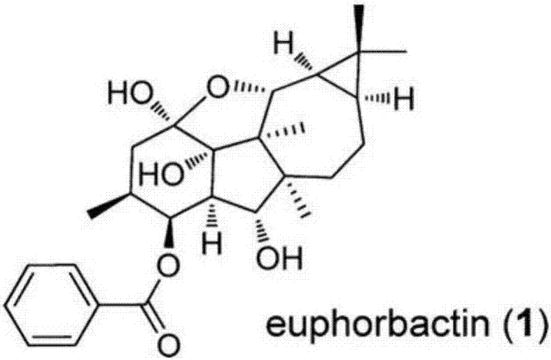 Pharmaceutical composition containing Euphorbactin and application thereof