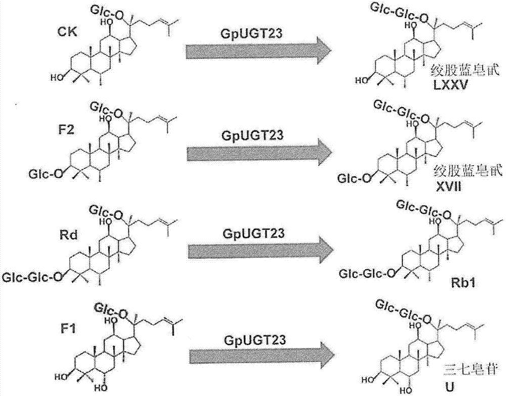 A novel glycosyltransferase derived from dolwoe and use thereof