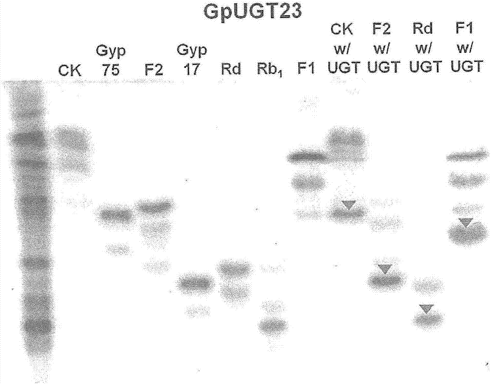 A novel glycosyltransferase derived from dolwoe and use thereof