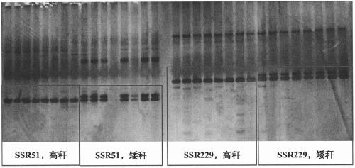 InDel6 and SSR229 markers closely linked to height of maize plant and application of InDel6 and SSR229 markers