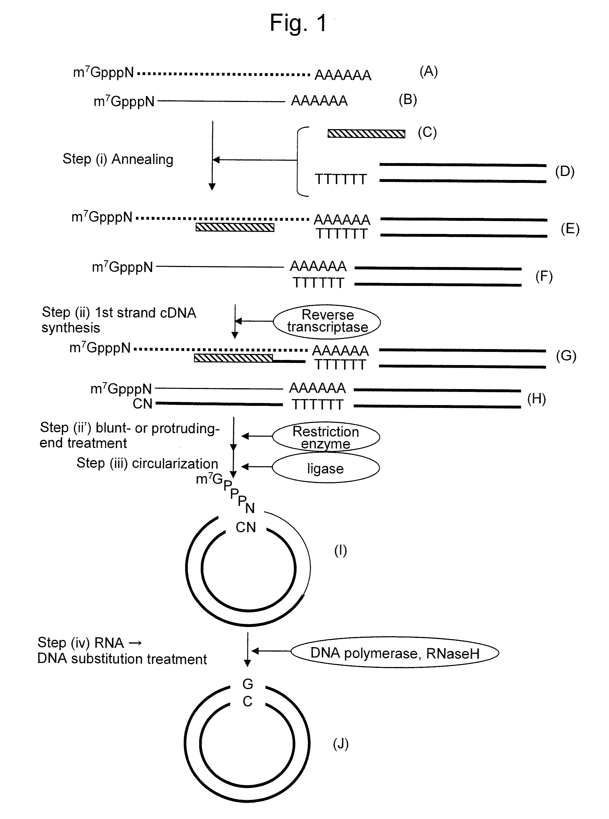 METHOD FOR PRODUCTION OF cDNA LIBRARY HAVING REDUCED CONTENT OF cDNA CLONE DERIVED FROM HIGHLY EXPRESSED GENE