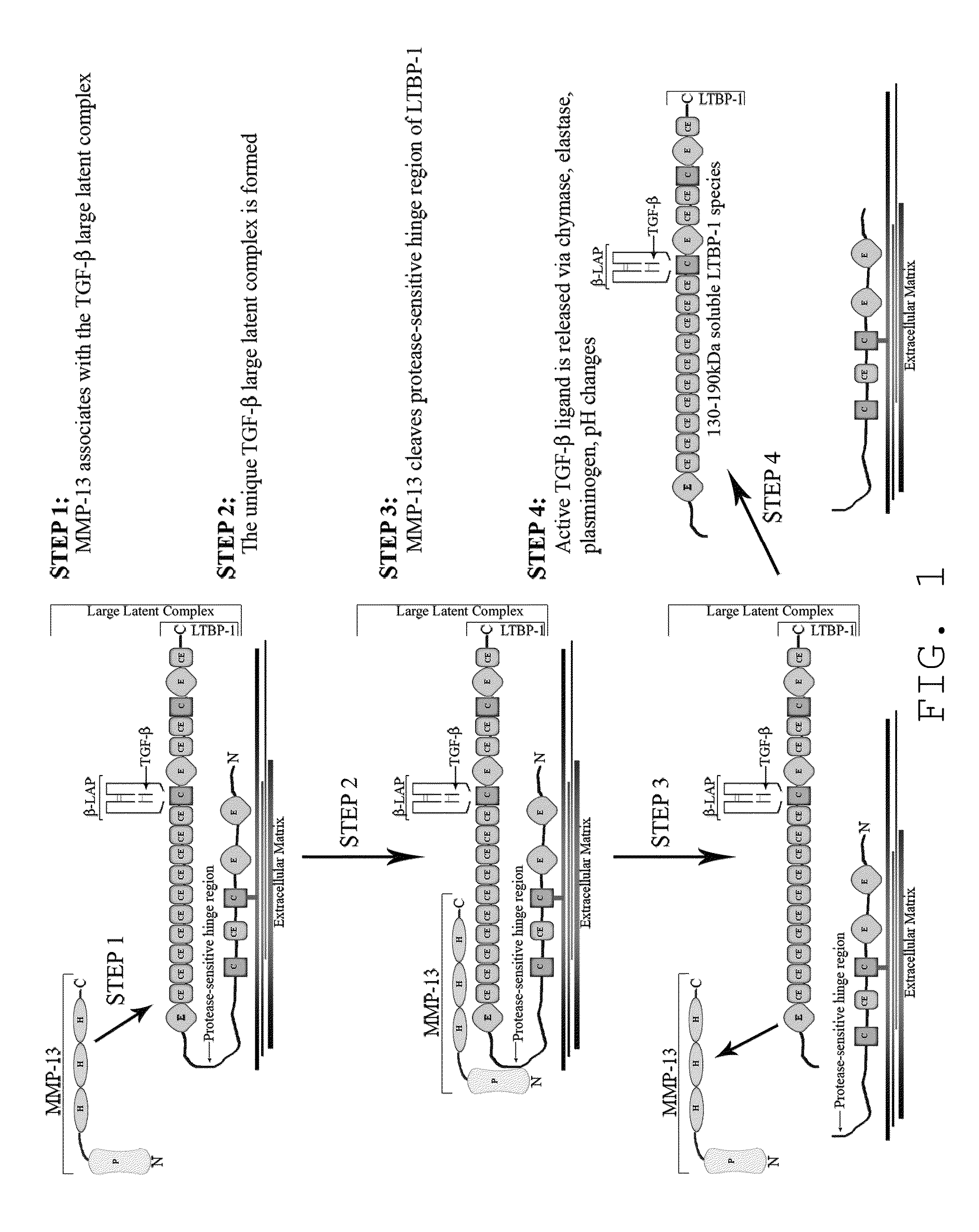 Compositions and methods for inhibition of MMP13:MMP-substrate interactions