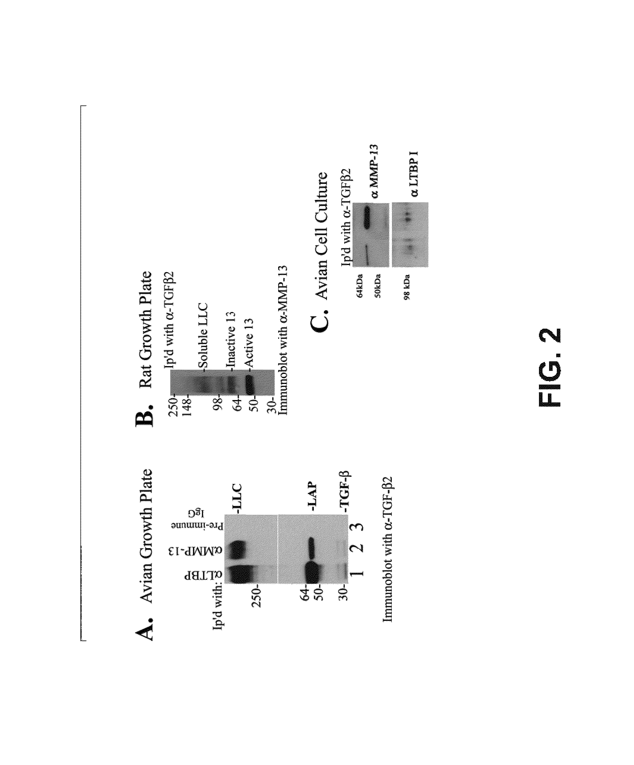 Compositions and methods for inhibition of MMP13:MMP-substrate interactions
