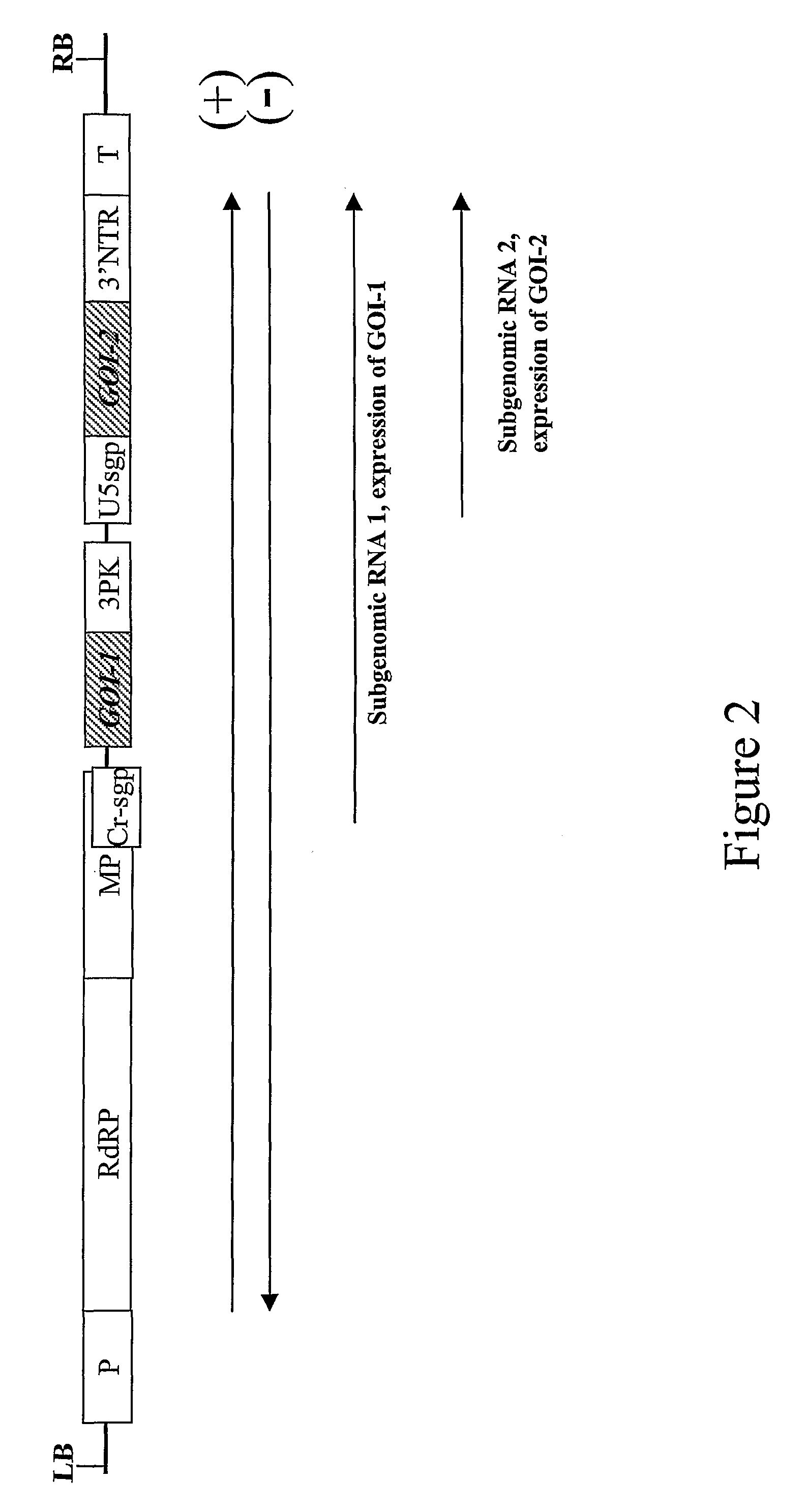 Production of hetero-oligomeric proteins in plants