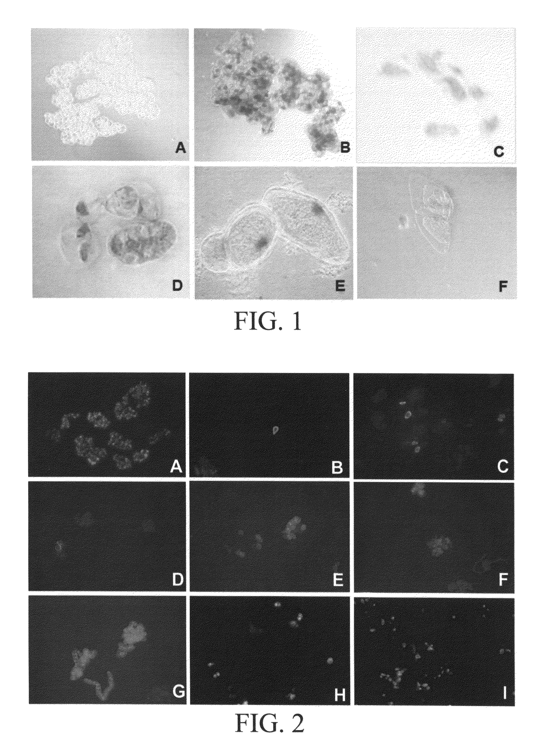 In vitro methods for the induction and maintenance of plant cell lines as single suspension cells with intact cell walls, and transformation thereof