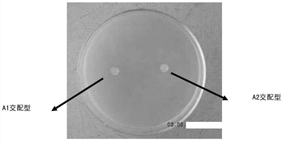 Method for increasing phytophthora capsici oospore output and promoting oospore germination