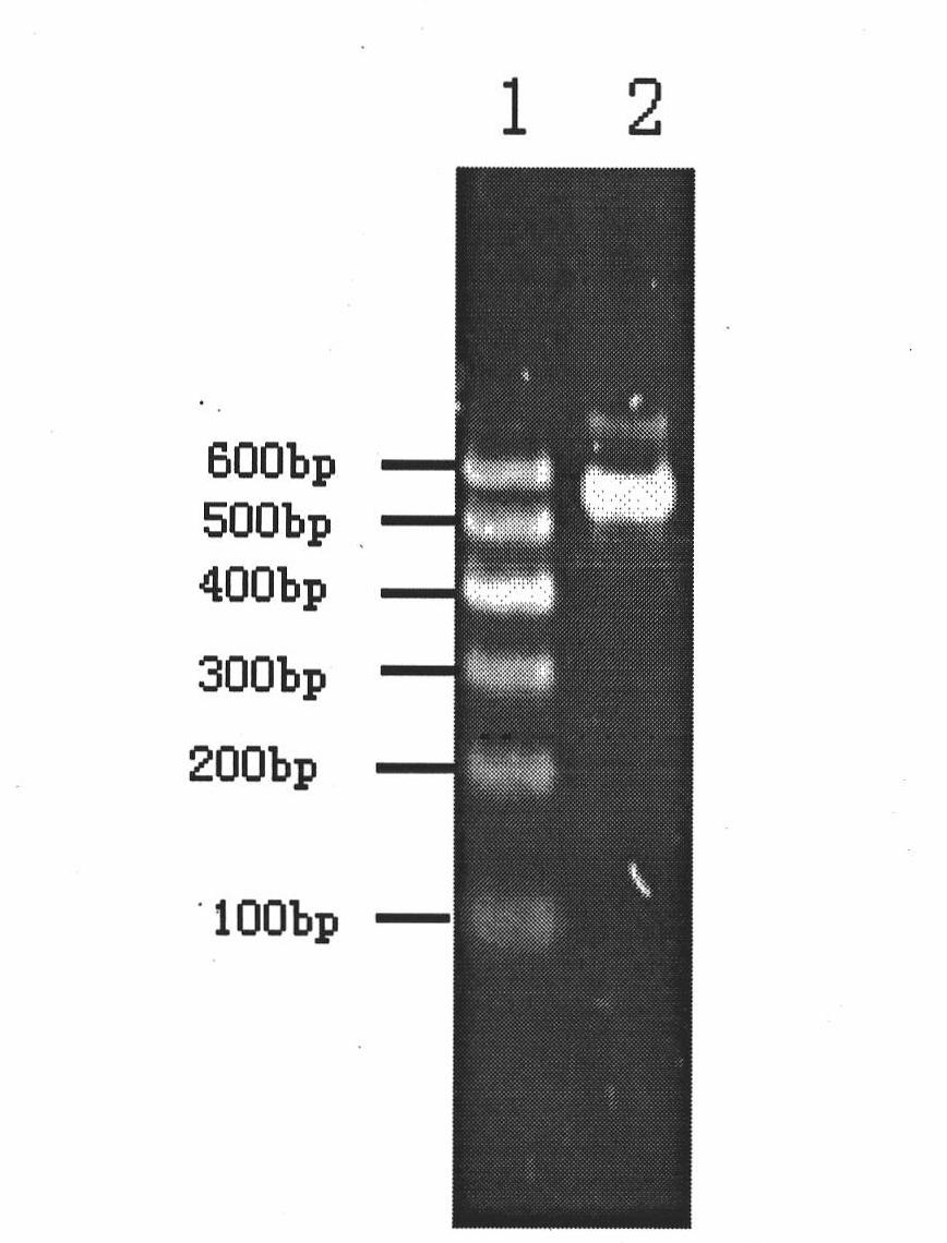 Recombinant Pseudomonas putida CH01 capable of adsorbing heavy metal cadmium and application thereof