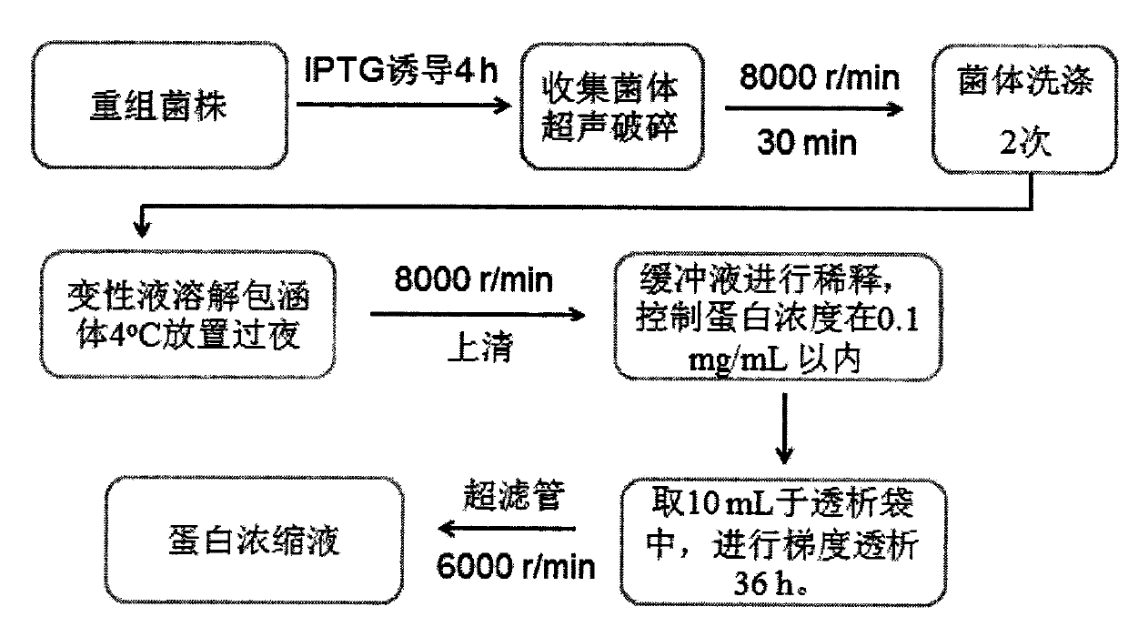 Construction method for recombinant strain producing L-glutamic oxidase and applications of the recombinant strain