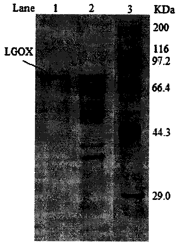Construction method for recombinant strain producing L-glutamic oxidase and applications of the recombinant strain