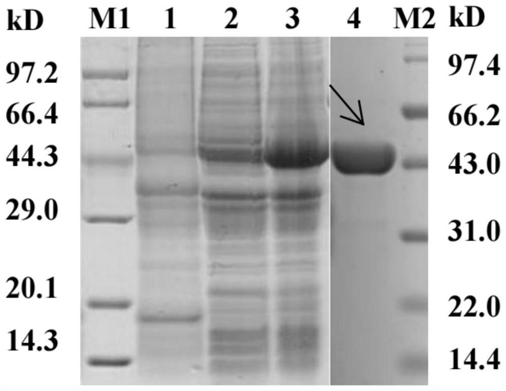 Recombinant Mh-PGK protein and application thereof in detection of swine haemophilus mycoplasma