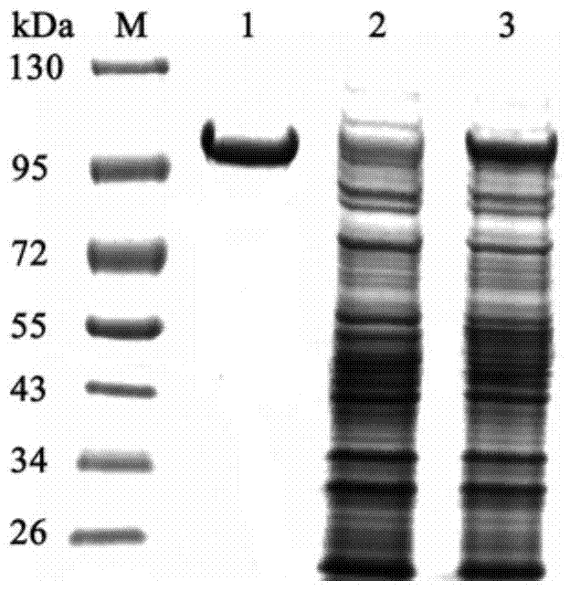 A kind of α-rhamnosidase and its preparation method and application