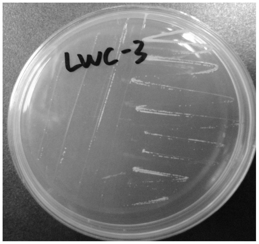 A strain of Sphingosine polyphaga and its application