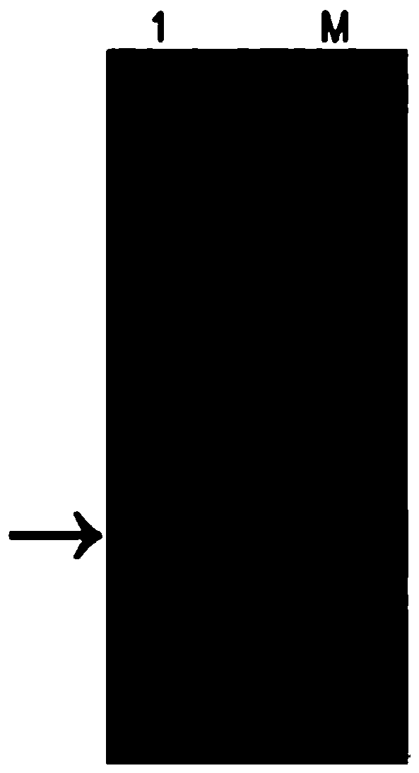 Expression and purification method of anti-cancer and anti-inflammatory polypeptide lunasin in mammalian cell cho-s