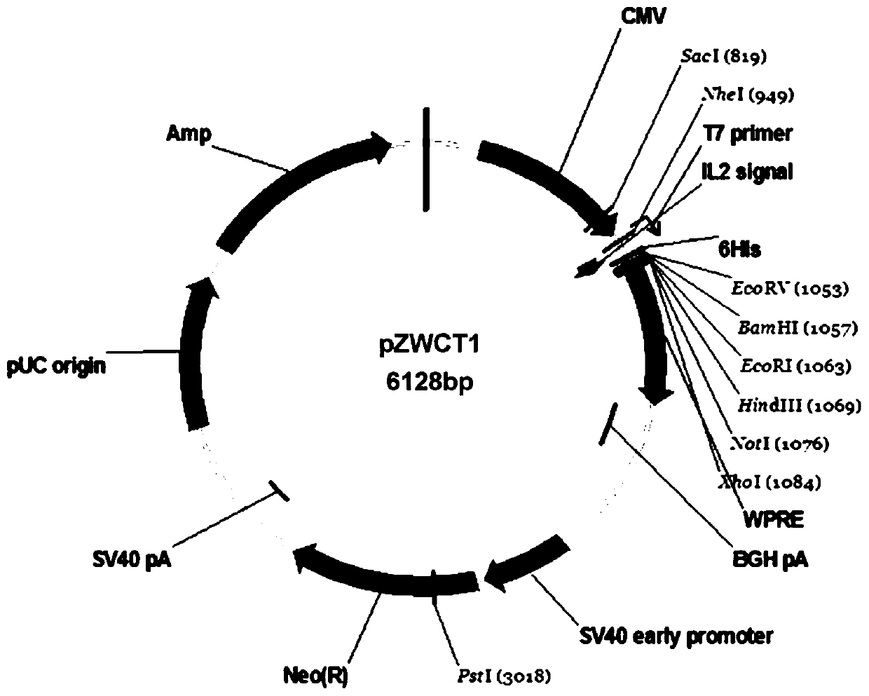 Expression and purification method of anti-cancer and anti-inflammatory polypeptide lunasin in mammalian cell cho-s